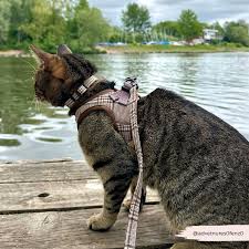 Cat Harness