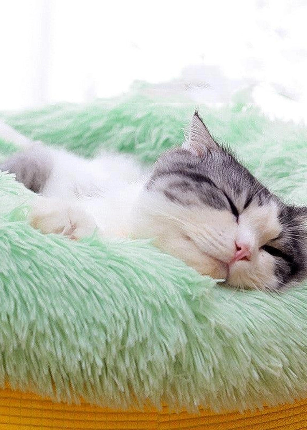 Luxury Plush Winter Nest Pet Bed - optimized image